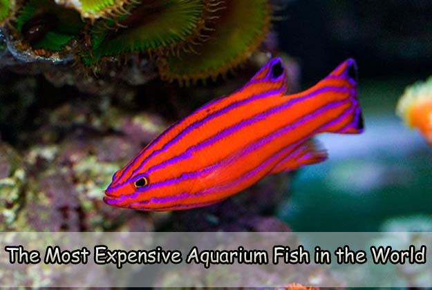 The Most Expensive Aquarium Fish in the World