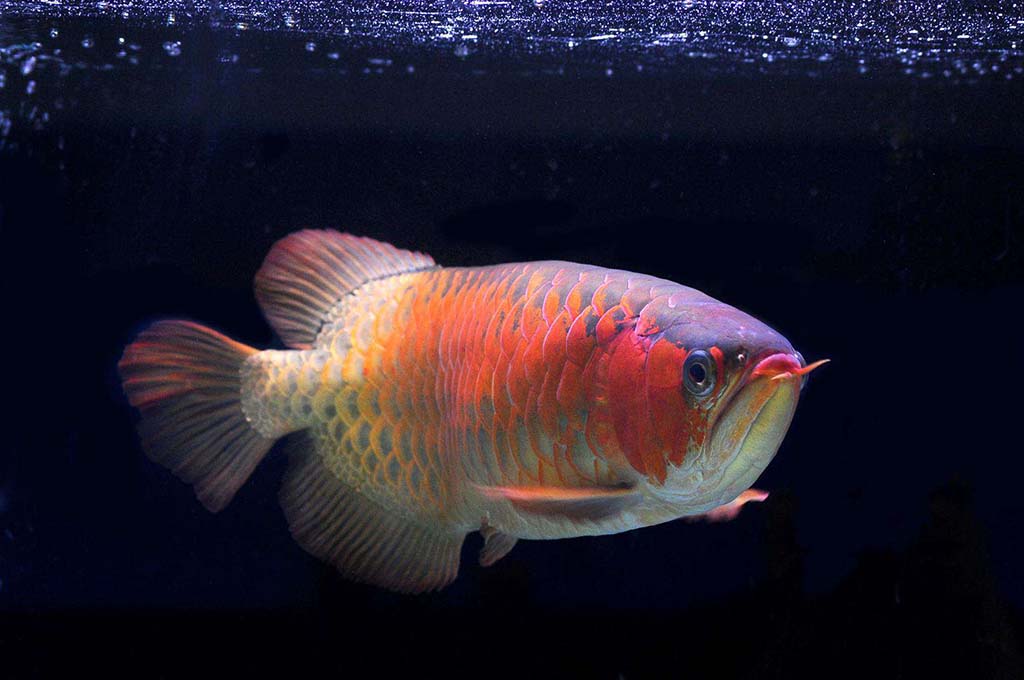 Most expensive fish for tank hotsell