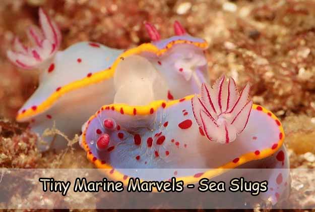 Tiny Marine Marvels - Sea Slugs