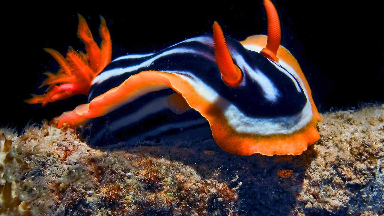 sea slugs for reef tank