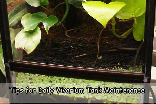 Tips for Daily Vivarium Tank Maintenance