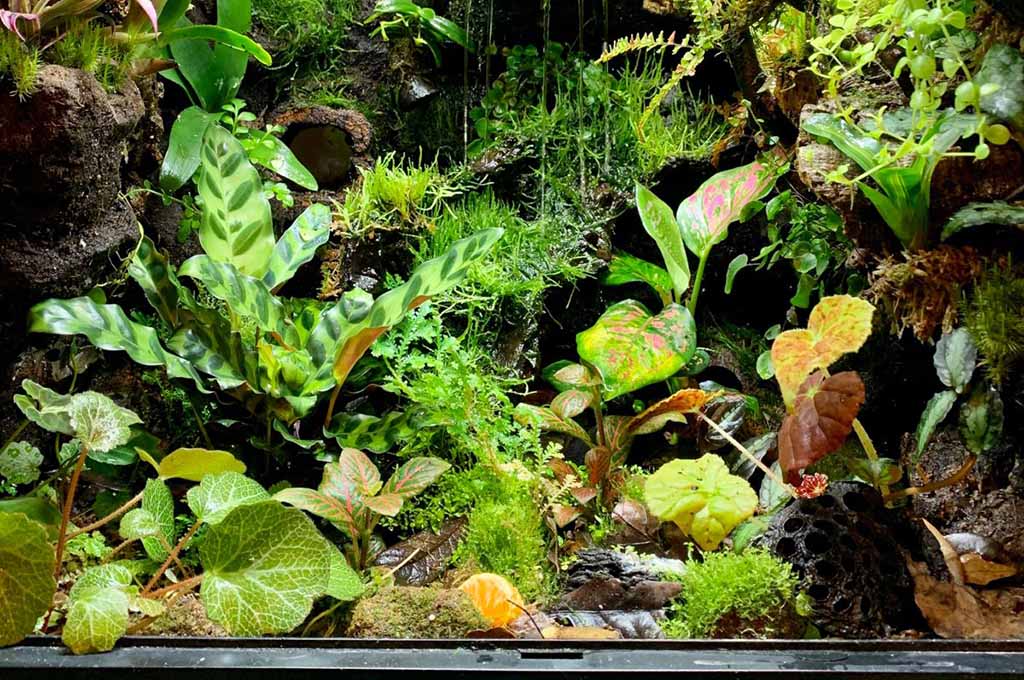 maintain a bioactive vivarium