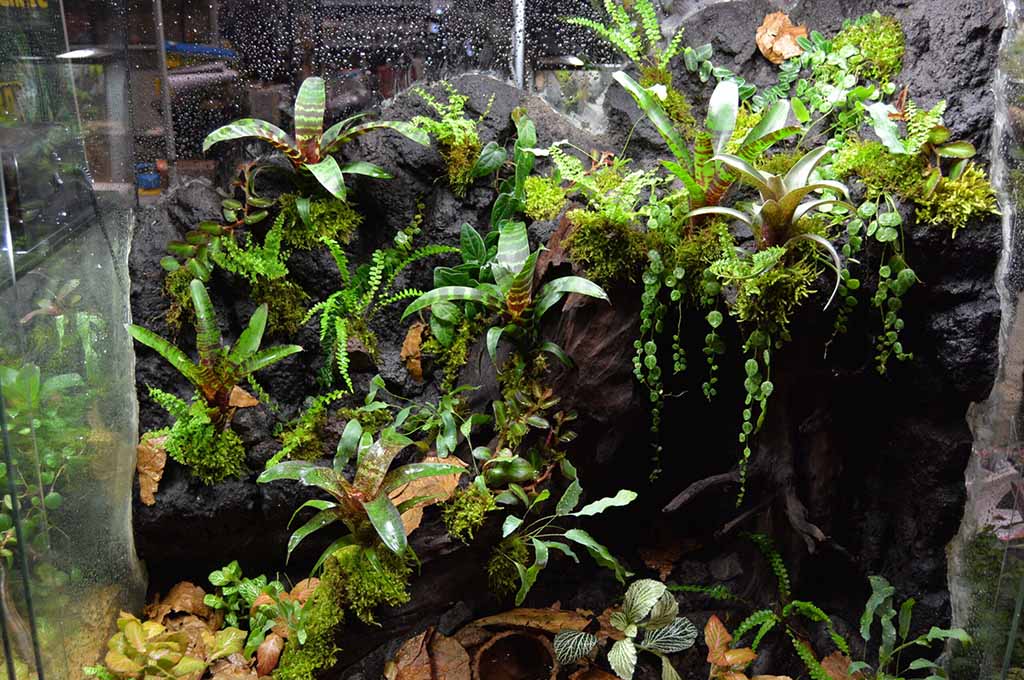 Daily Vivarium Tank Maintenance