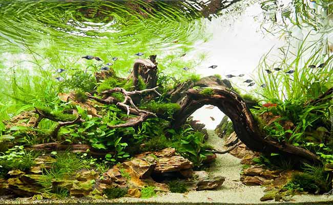 Nature Aquarium