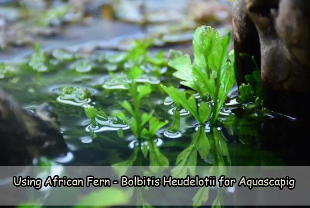 Using African Fern - Bolbitis Heudelotii for Aquascapig