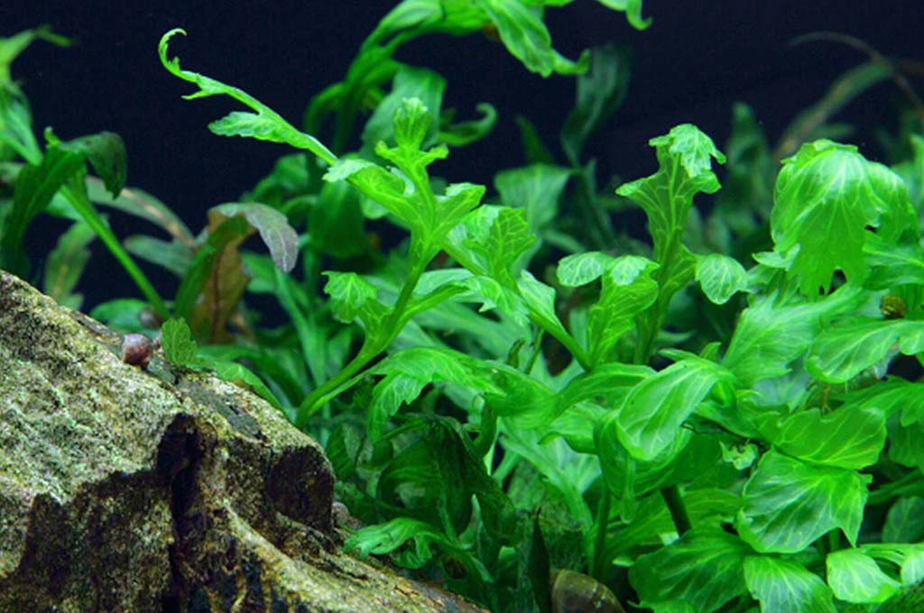 bolbitis heudelotii aquascape