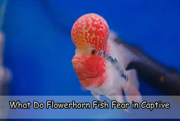 What Do Flowerhorn Fish Fear in Captive