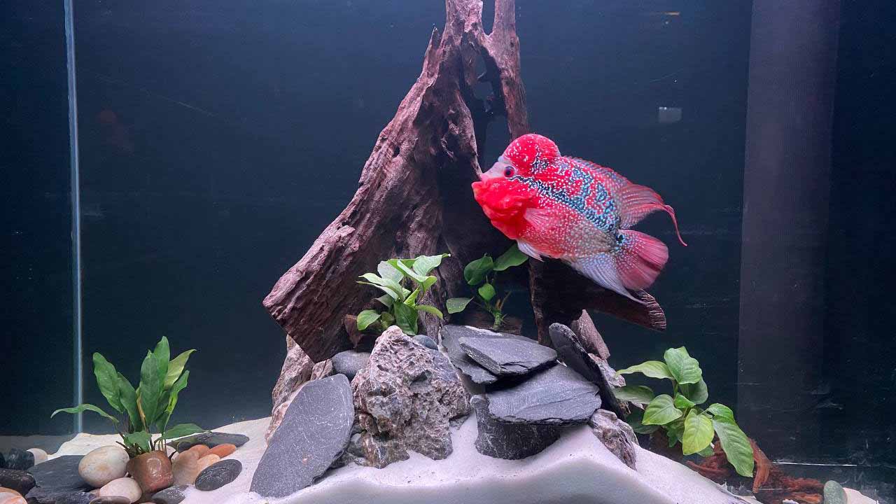 Flowerhorn fish tank decoration hotsell