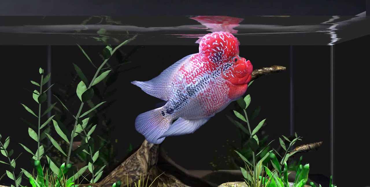 flowerhorn fish hump