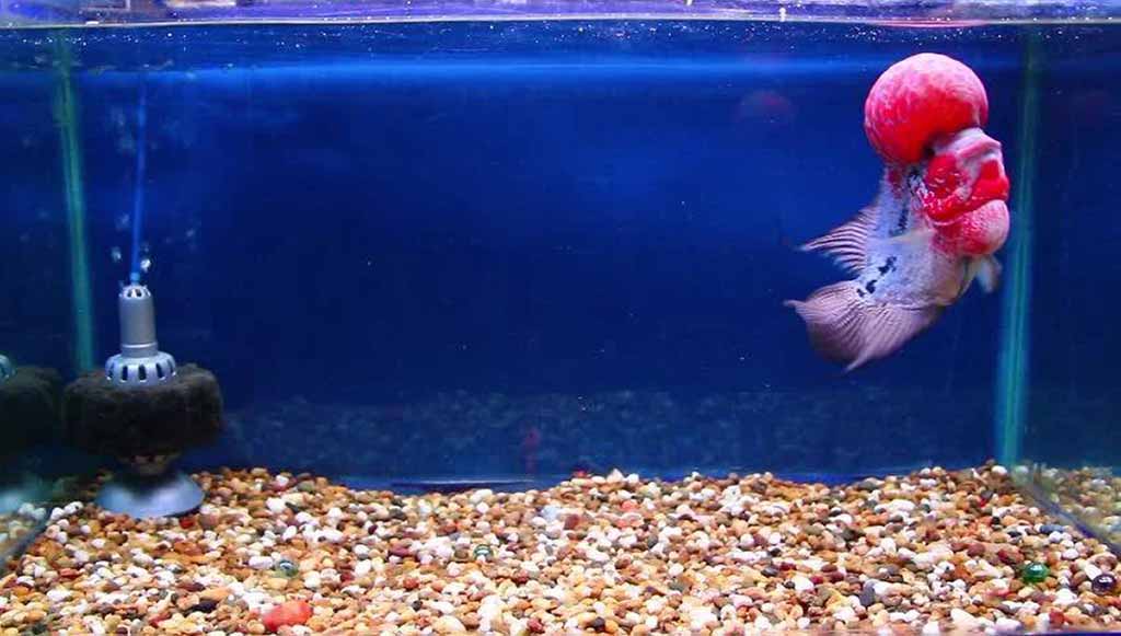 flowerhorn fish aquarium