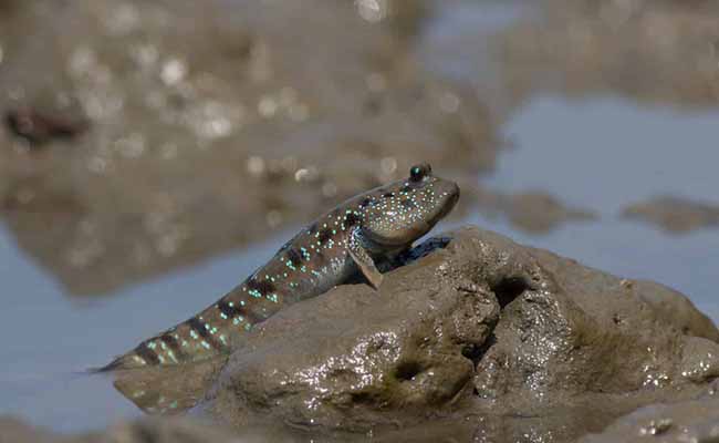 Mudskippers