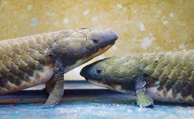 Lungfish