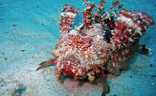 Spiny devil fish