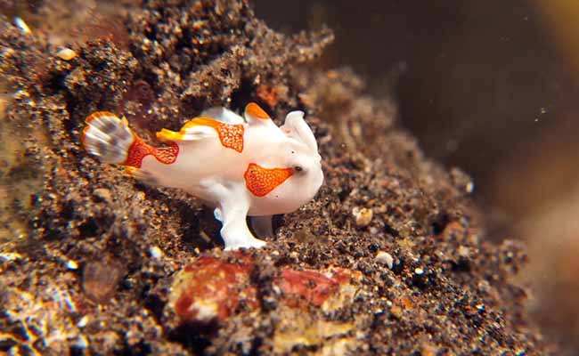 frogfish