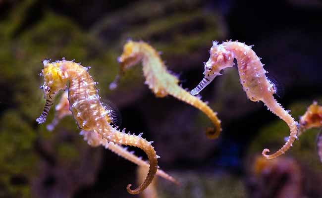 seahorses