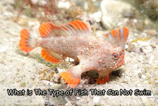 What is The Type of Fish That Can Not Swim