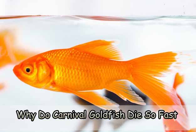 Why Do Carnival Goldfish Die So Fast