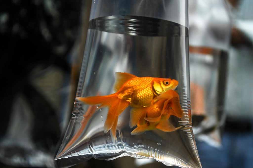 keep carnival goldfish alive