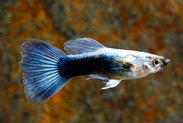 Delta Guppy fish