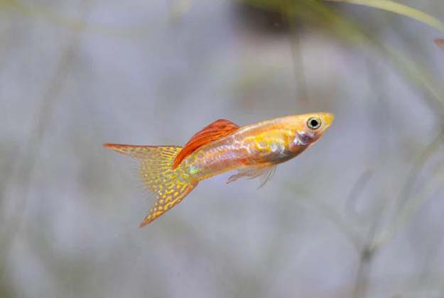 Double Swordtail Guppy fish