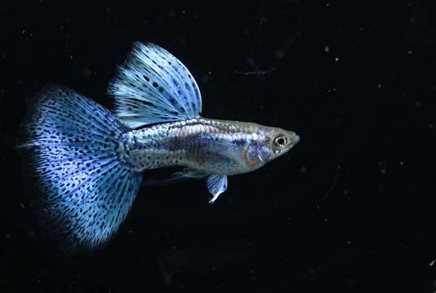 Fantail Guppy fish