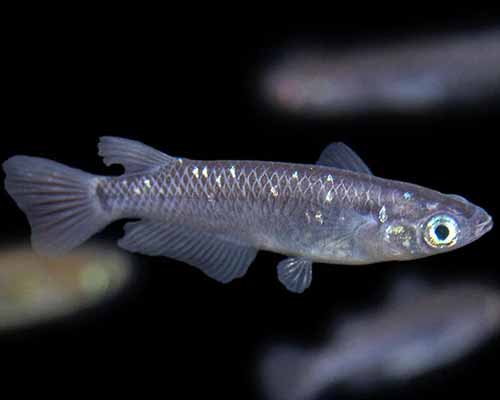 Japanese Rice Fish