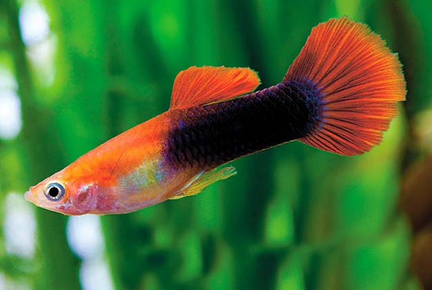 Red Tuxedo Guppy fish