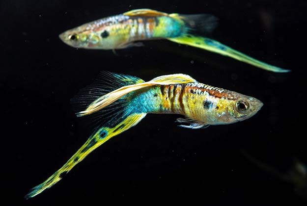 Swordtail Guppy fish