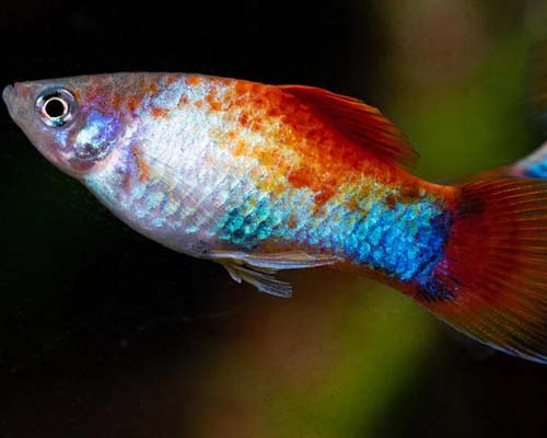 Variatus Platy