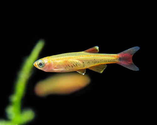 White Cloud Mountain Minnows