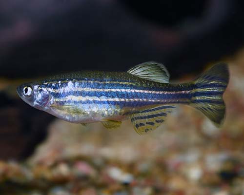 Zebra Danios