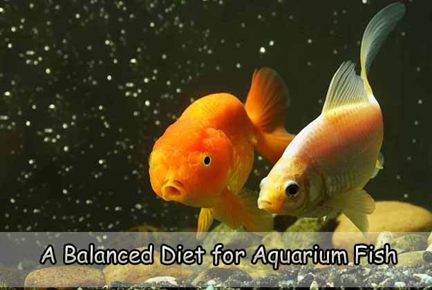 A Balanced Diet for Aquarium Fish