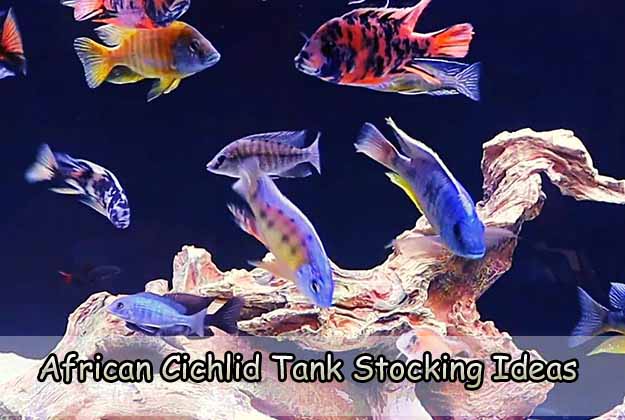 African Cichlid Tank Stocking Ideas