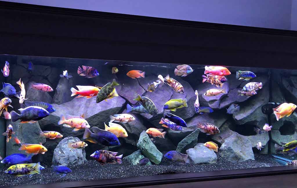 african cichlid stocking ideas