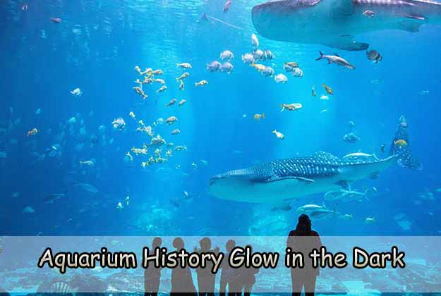 Aquarium History Glow in the Dark