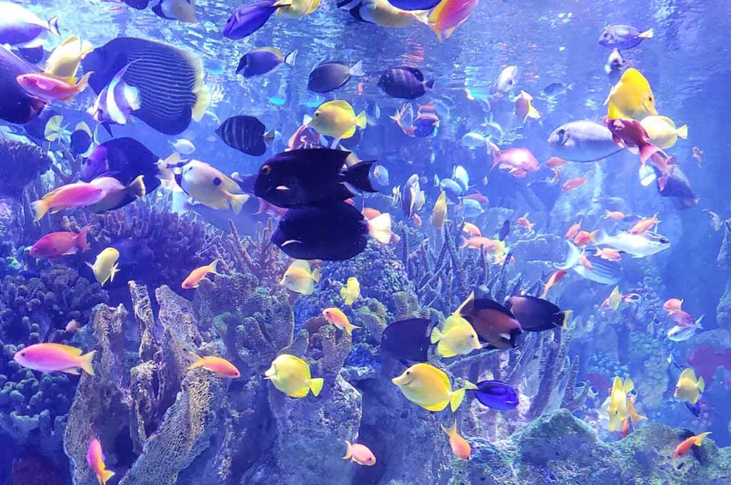 history of fish tanks