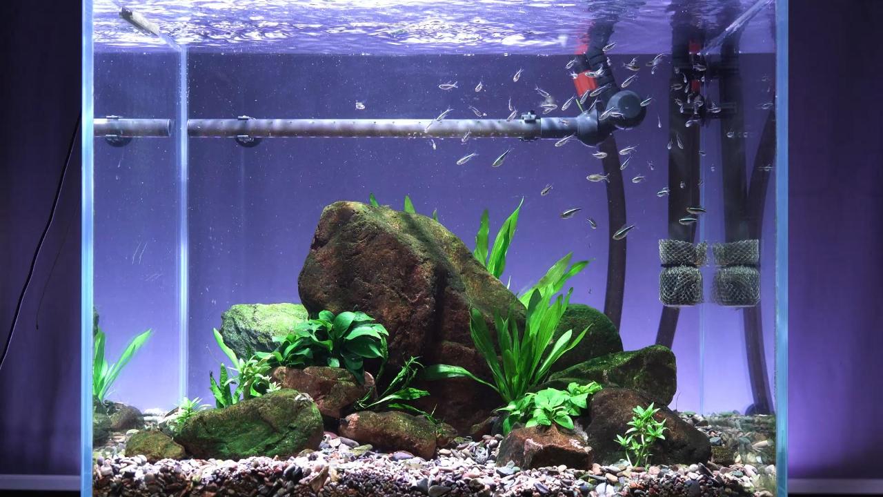 small aquascape daily cleaning