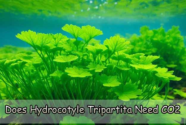 Does Hydrocotyle Tripartita Need CO2