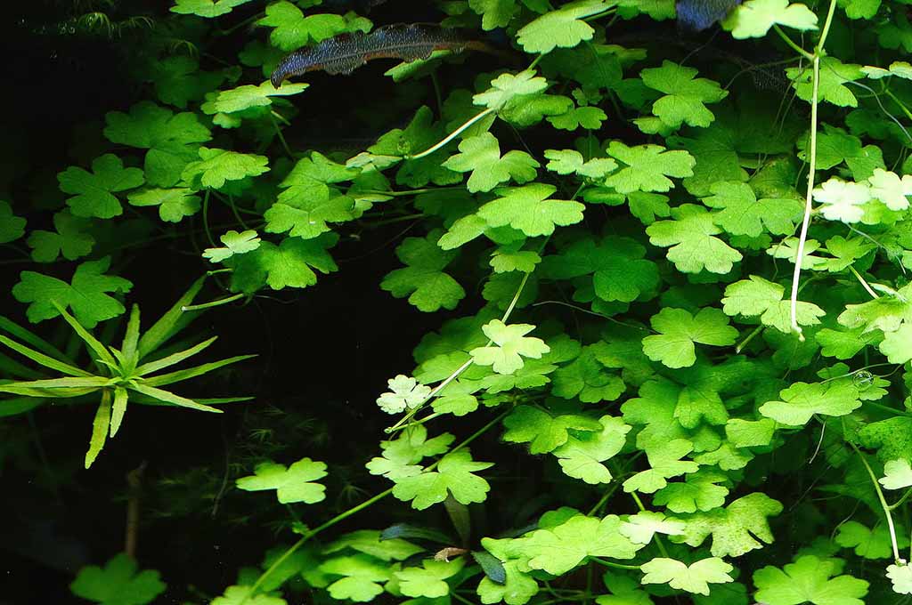 hydrocotyle tripartita care