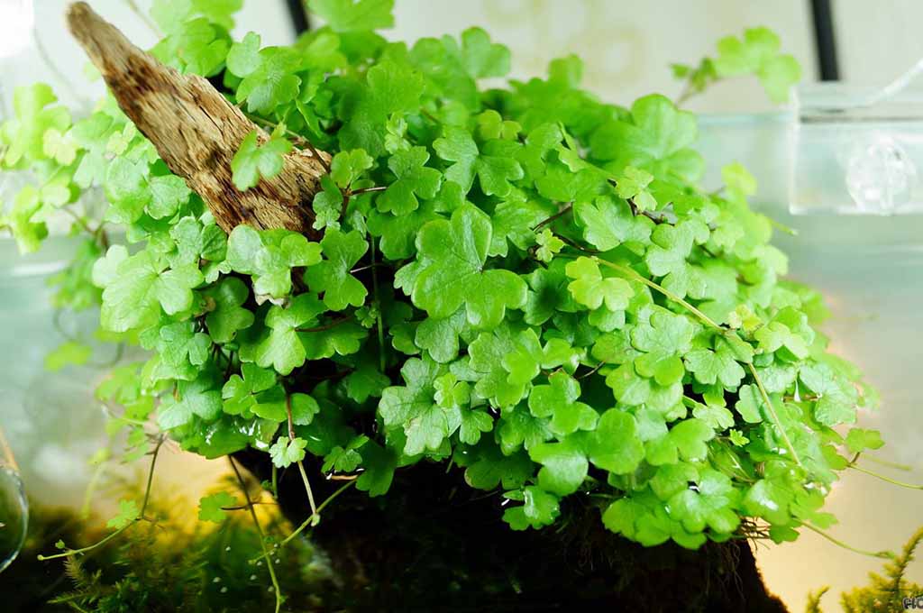 hydrocotyle tripartita growth