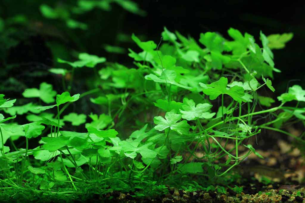 hydrocotyle tripartita