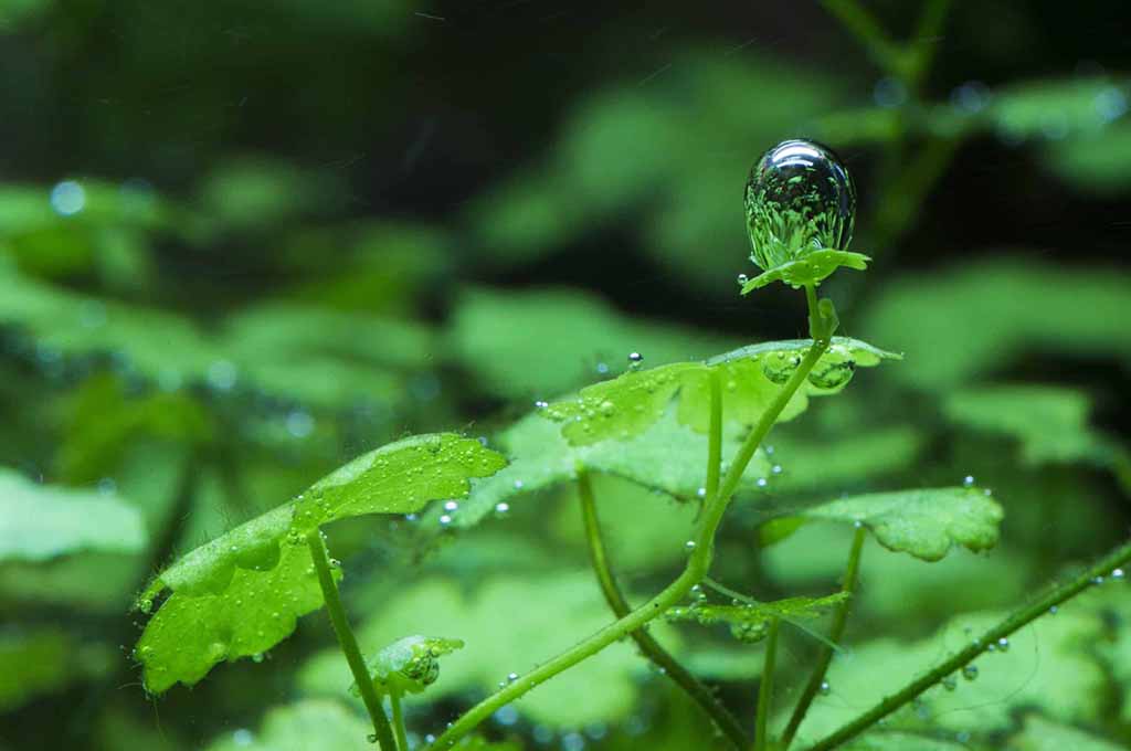 how to grow hydrocotyle tripartita