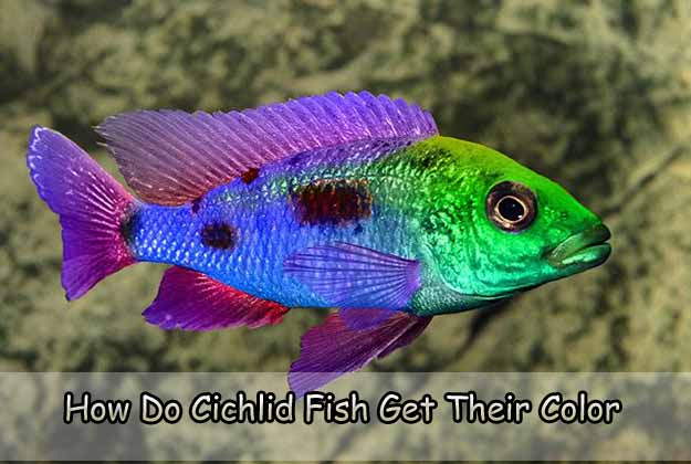 How Do Cichlid Fish Get Their Color