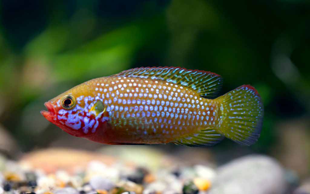 cichlid fish get color