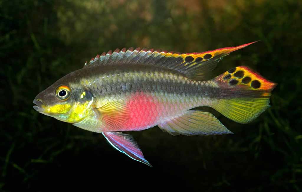 how to enhance cichlid color