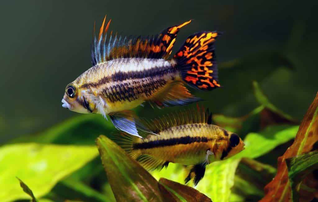 enhance cichlid color