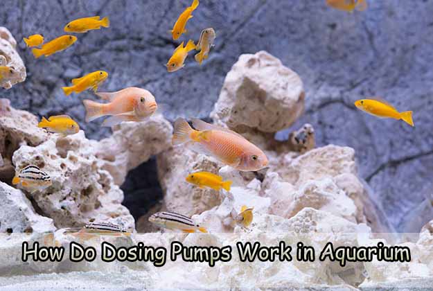 How Do Dosing Pumps Work in Aquarium