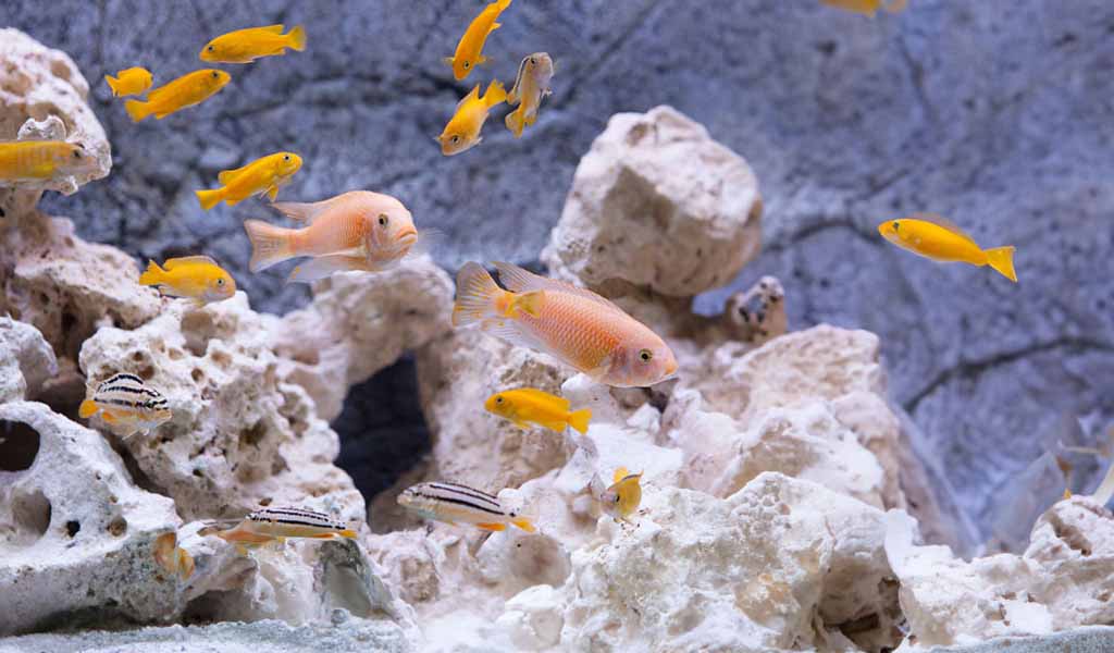 Dosing Pumps Work in Aquarium