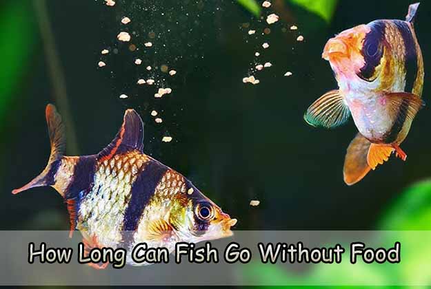 How Long Can Fish Go Without Food