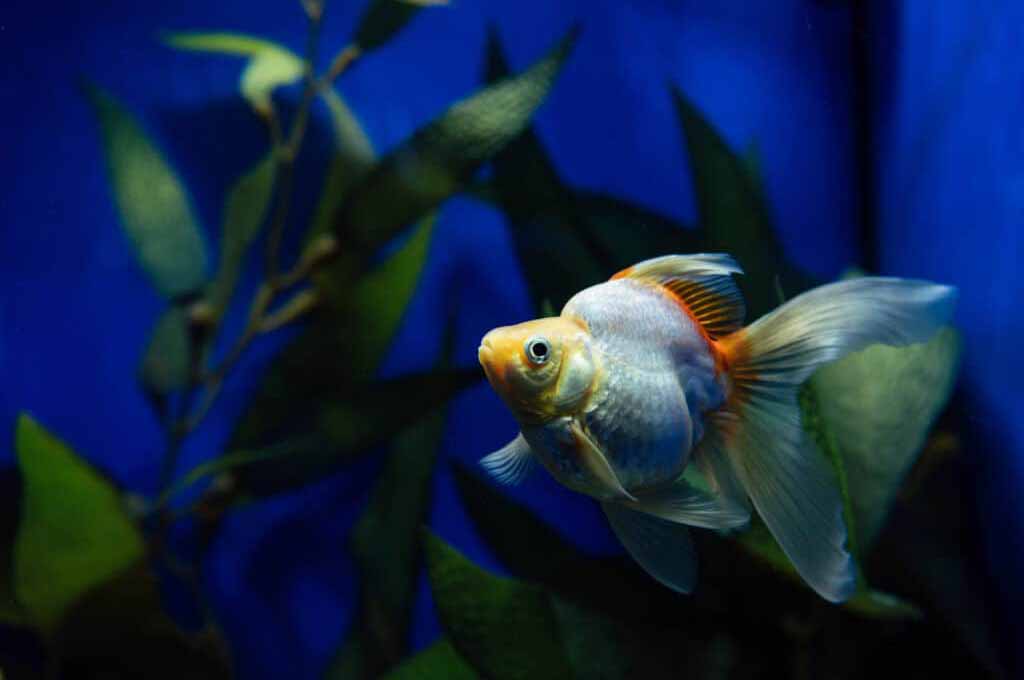 Goldfish go without food